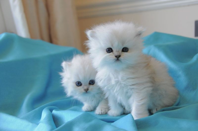 Twin Cats both with 2 eye colour for Sale