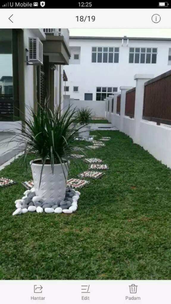 johor carpet grass