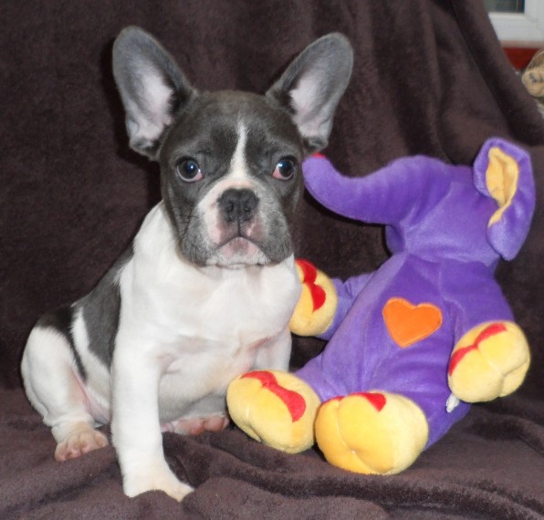 French bulldogs for adoption