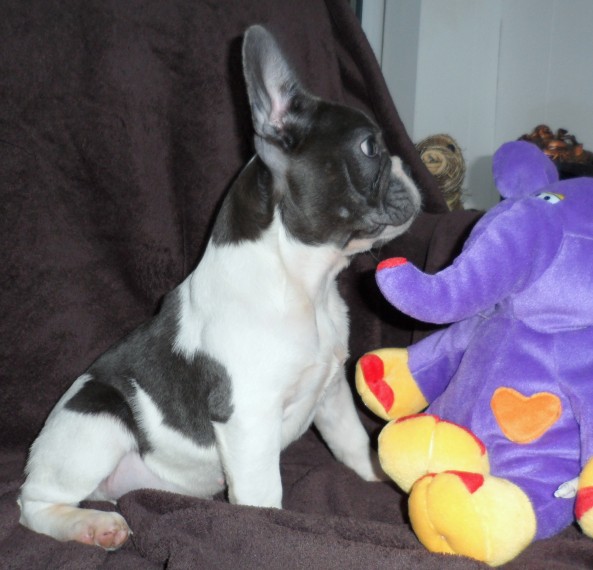 French bulldogs for adoption