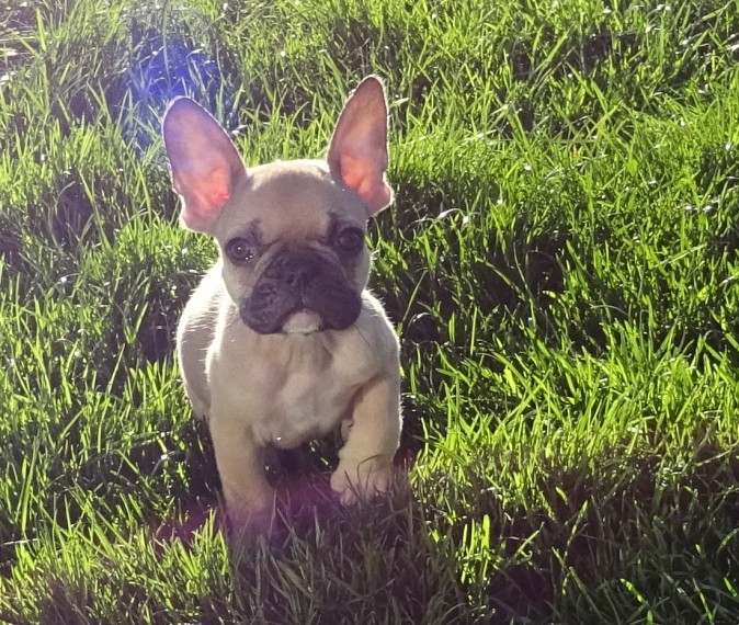 French bulldogs for adoption