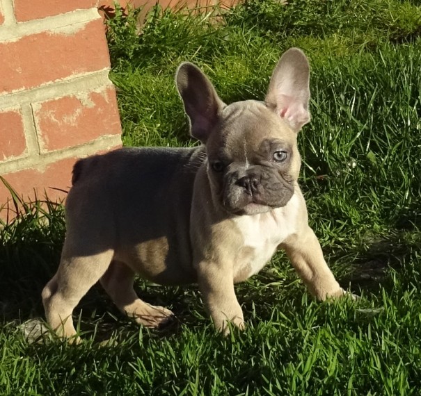French bulldogs for adoption