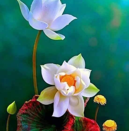 feng shui johor, 风水八卦牌柔佛