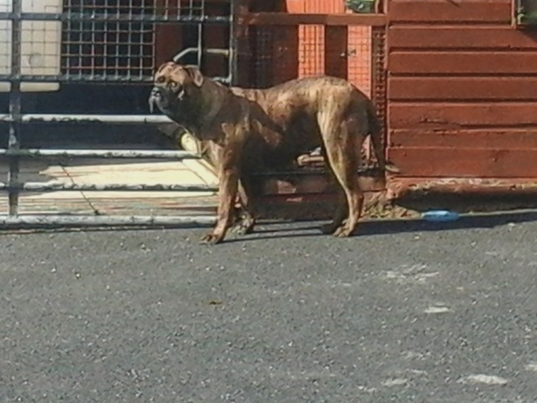 Exceptional Bullmastiff dog