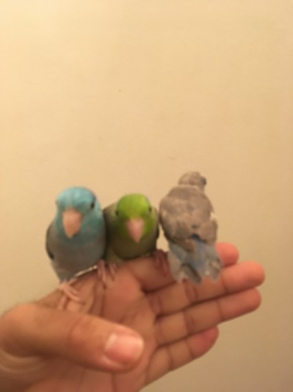Sweet,Lovely and tame parrots