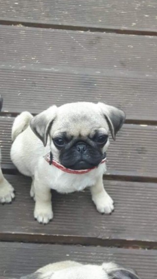 Pug puppies available male and female