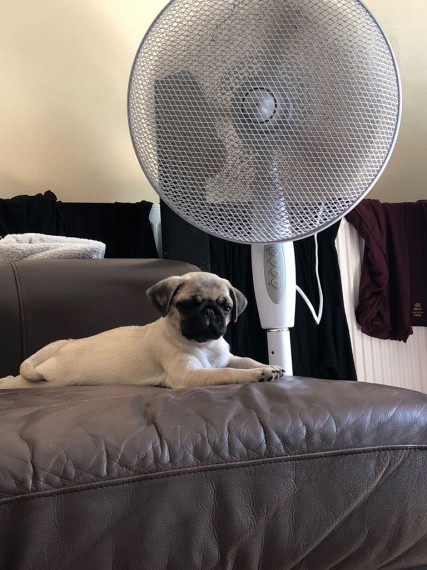 Pug puppies available male and female