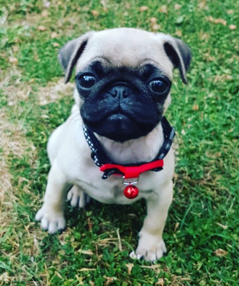 Pug puppies available male and female