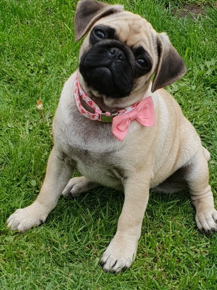 Pug puppies available male and female