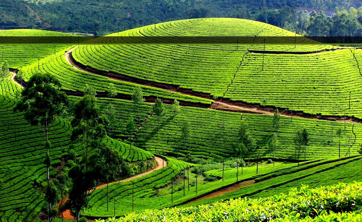 new south india tour packages very cheap rate service