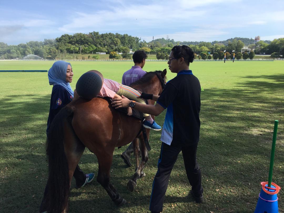 Horses for Young Hippotherapy