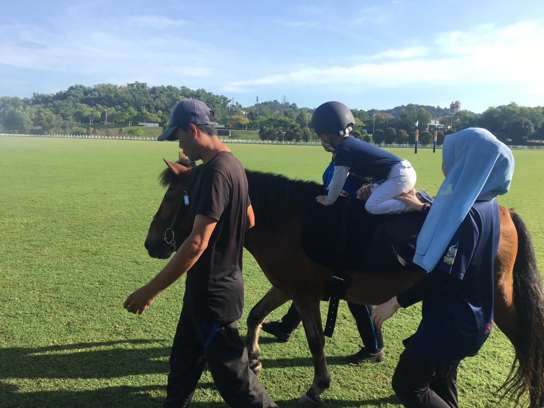Horses for Young Hippotherapy