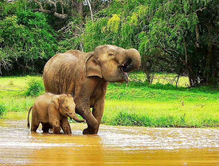 Sri Lanka Tours
