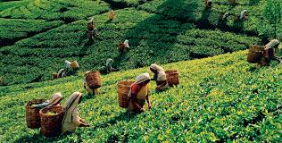 Sri Lanka Tours