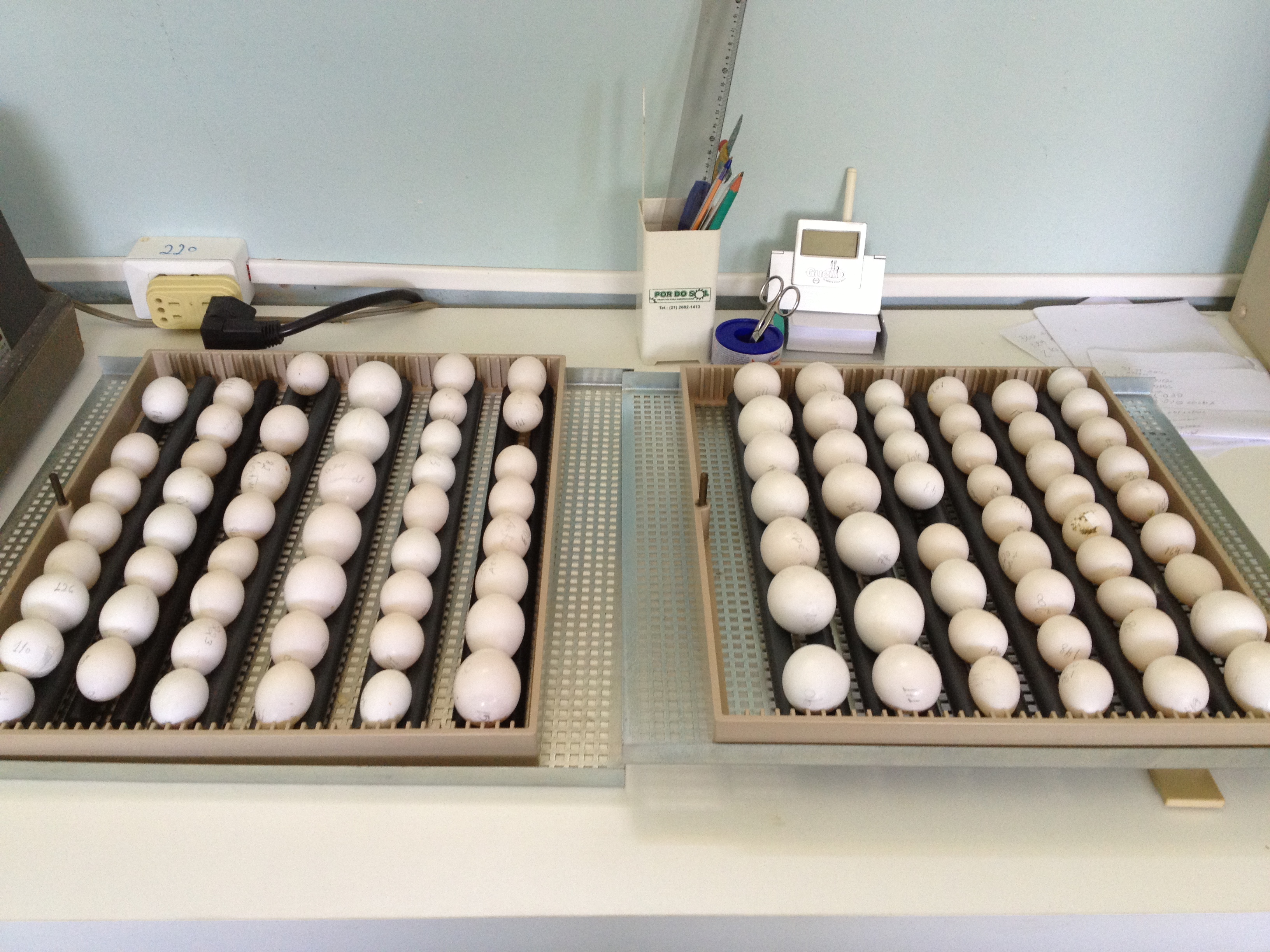 get your amazon,macaws and african grey parrots eggs now..