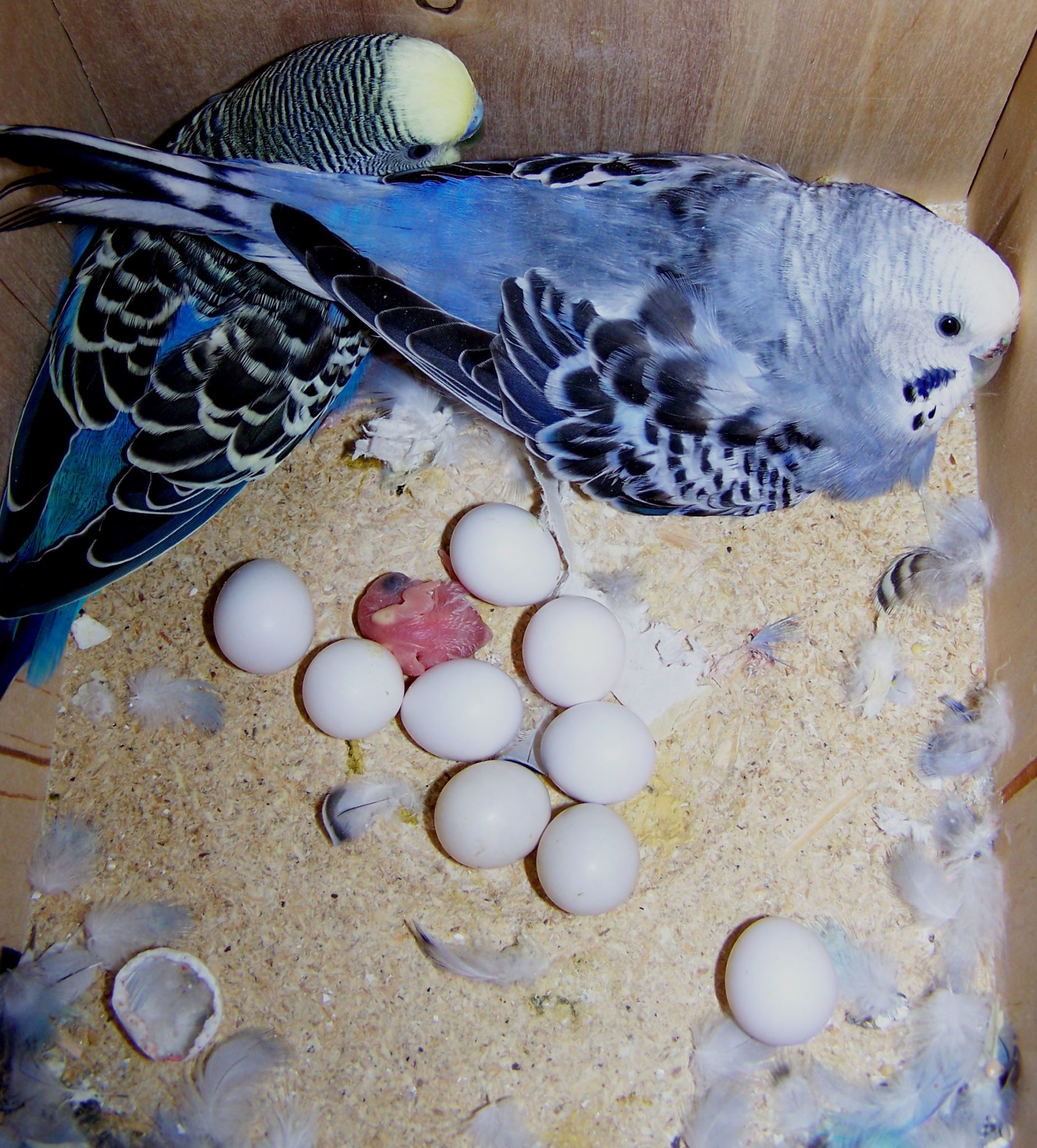 get your amazon,macaws and african grey parrots eggs now..