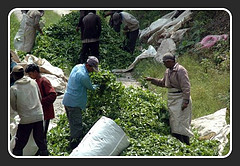 Supply Manpower & Foreign Workers