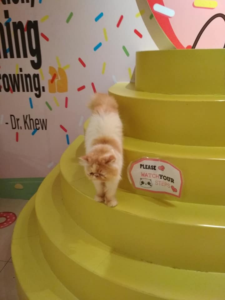 BIRTHDAY PARTY