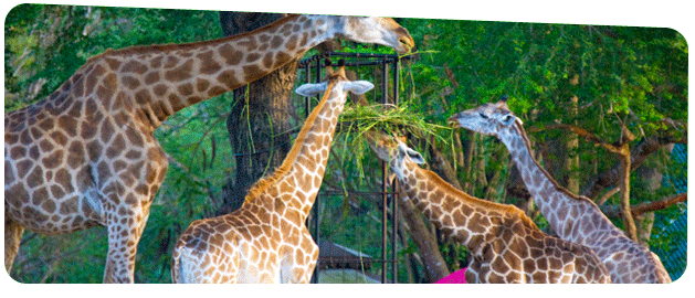 Professional Logistics and Wildlife Relocation Service