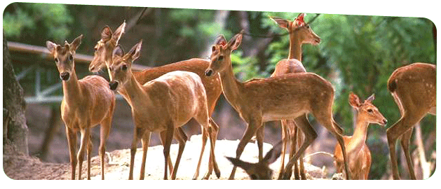 Professional Logistics and Wildlife Relocation Service