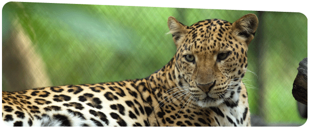 Professional Logistics and Wildlife Relocation Service