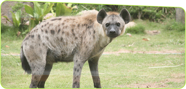 Professional Logistics and Wildlife Relocation Service
