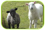Professional Logistics and Wildlife Relocation Service
