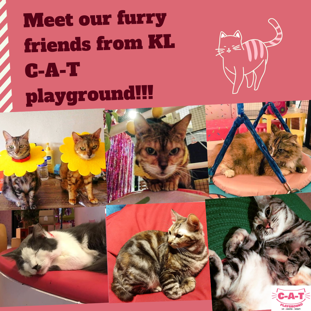 Complete Autism Therapy School ( C-A-T SCHOOL)