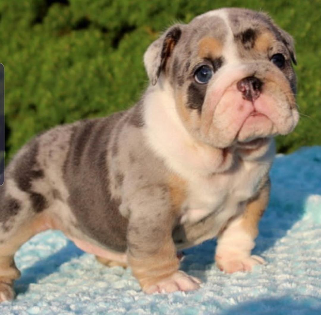 Xmas English bulldog puppies looking for a forever home