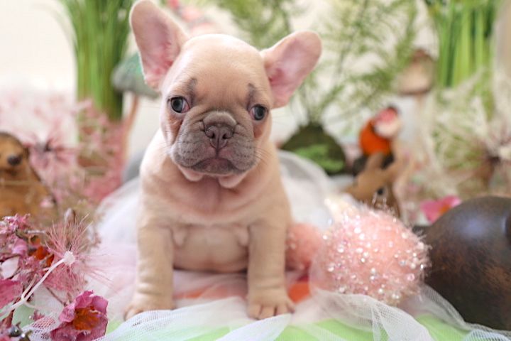 Well trained French bulldog puppies ready for re-homing