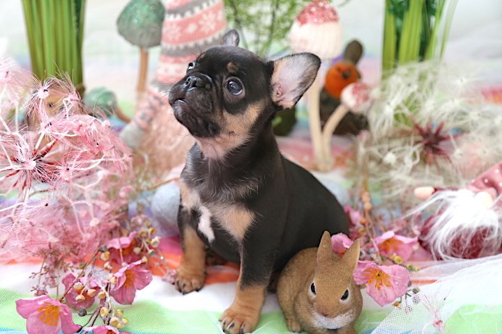 Well trained French bulldog puppies ready for re-homing
