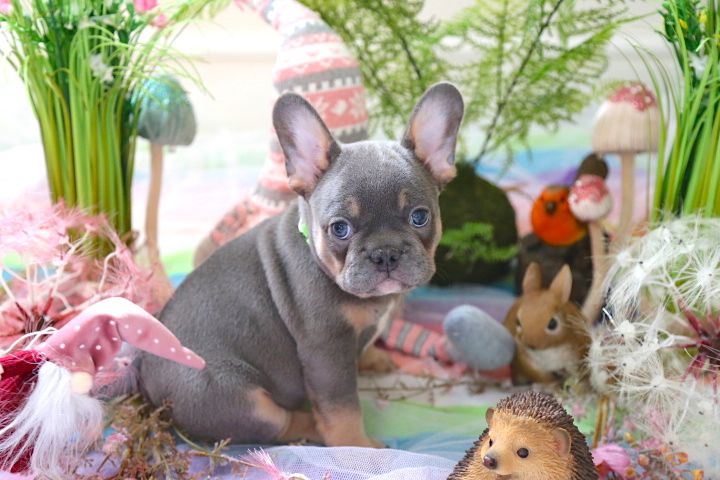 Well trained French bulldog puppies ready for re-homing