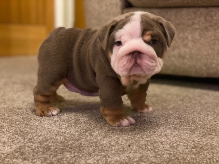 Xmas English bulldog puppies looking for a forever home