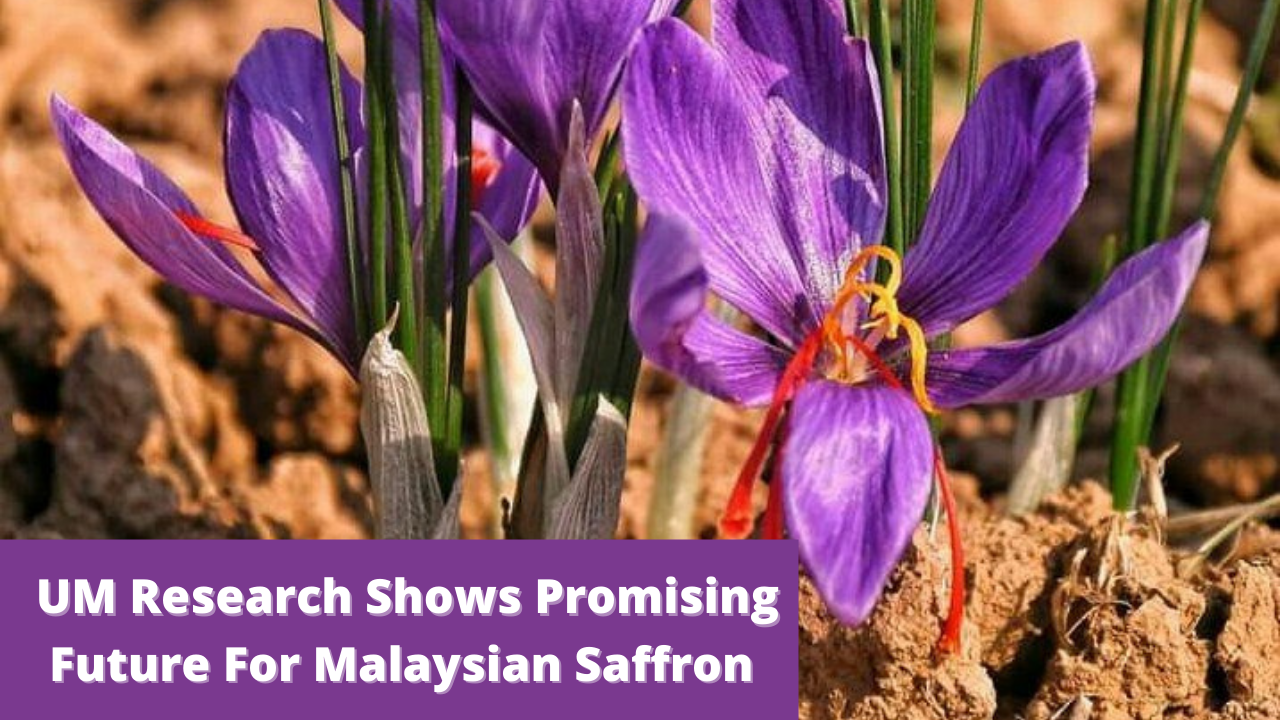 UM research shows promising future for Malaysian saffron !!!