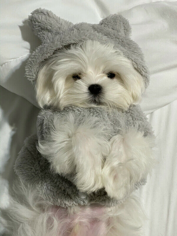 Beautiful Maltese Puppies for Sale