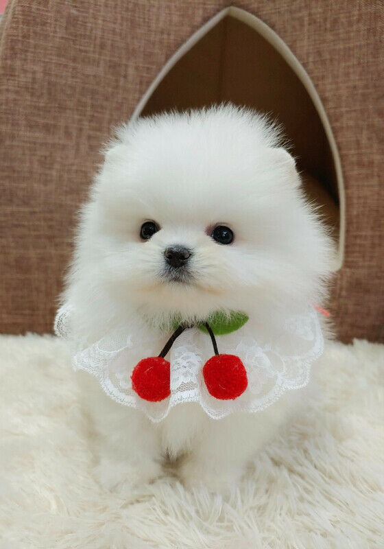 Cute Toy-Size Pomerania Puppies