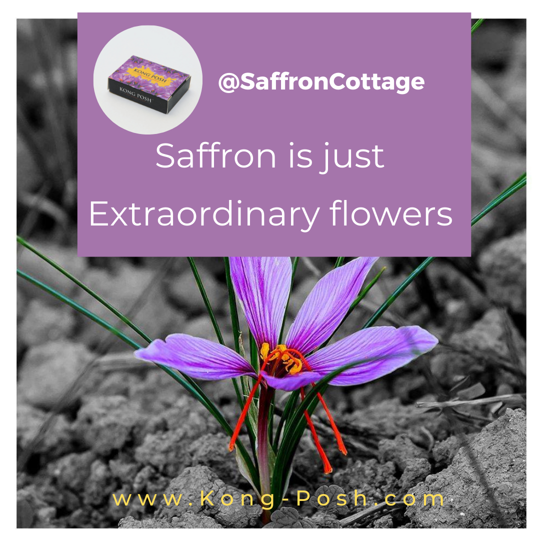 The 6 other uses of saffron