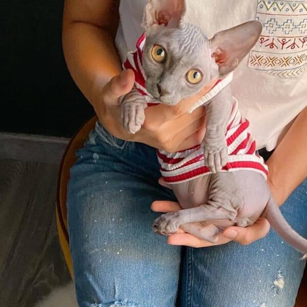 SPHYNX KITTEN FOR SALE NEAR ME