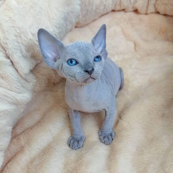SPHYNX KITTEN FOR SALE NEAR ME