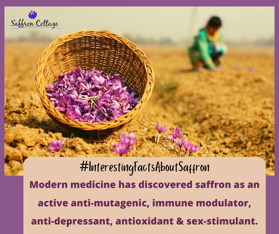 SAFFRON USES in Medicine