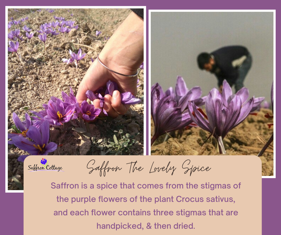 SAFFRON USES in Medicine