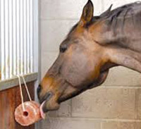 Himalayan Animals Licking Salt  Al Fajar Enterprises