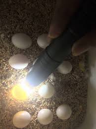 Fresh Healthy fertile Parrot Birds Eggs for Hatching