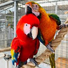 Multi Parrots Species Avian Center Pet Birds On Sale