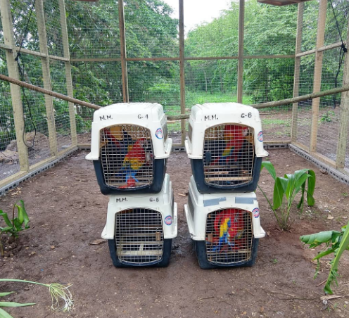 Obedient and Intelligent Scarlet Macaw Parrots For Good Homes