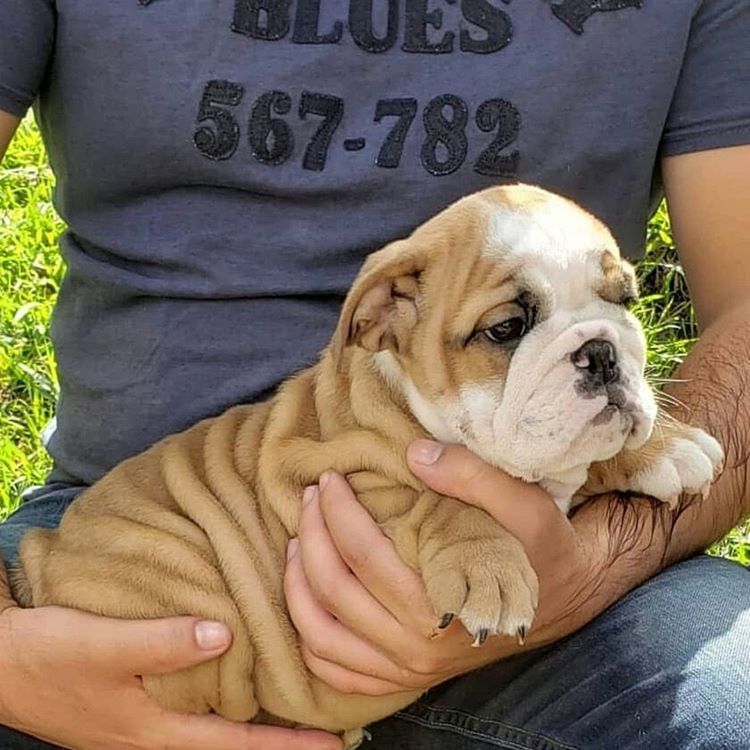 Good looking English Bulldog Puppies For X Mass