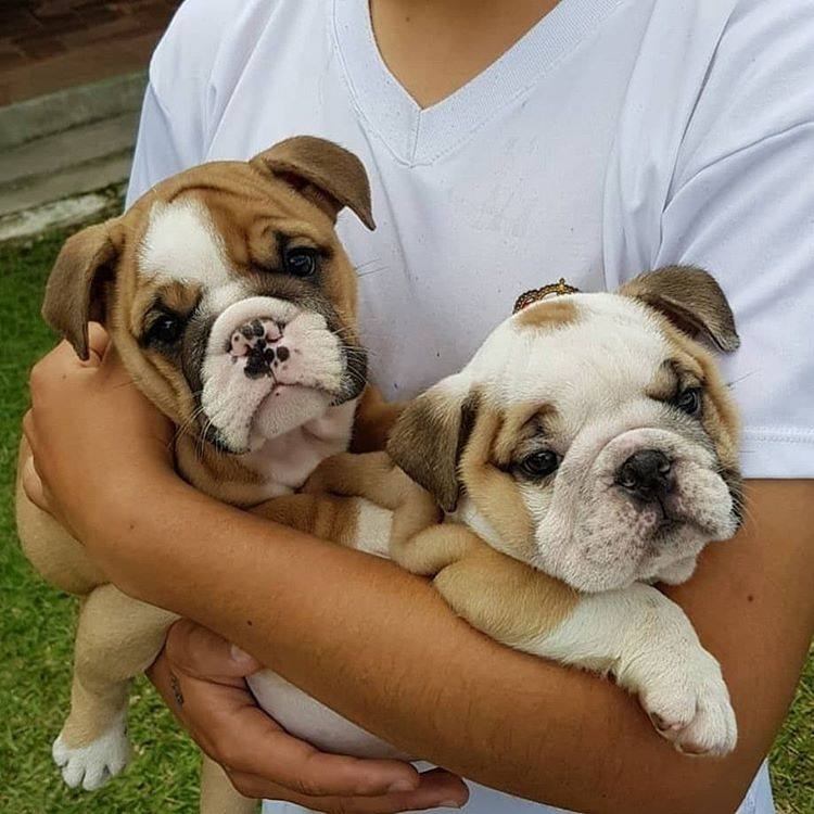 Good looking English Bulldog Puppies For X Mass