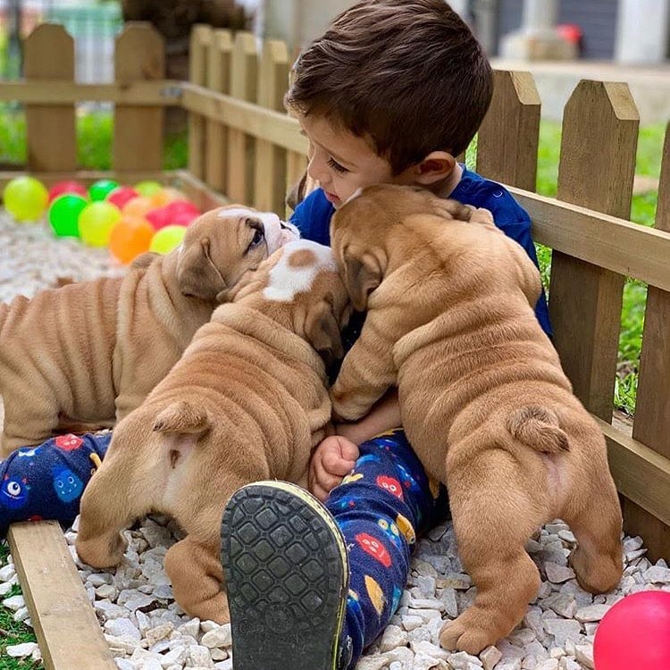 Good looking English Bulldog Puppies For X Mass