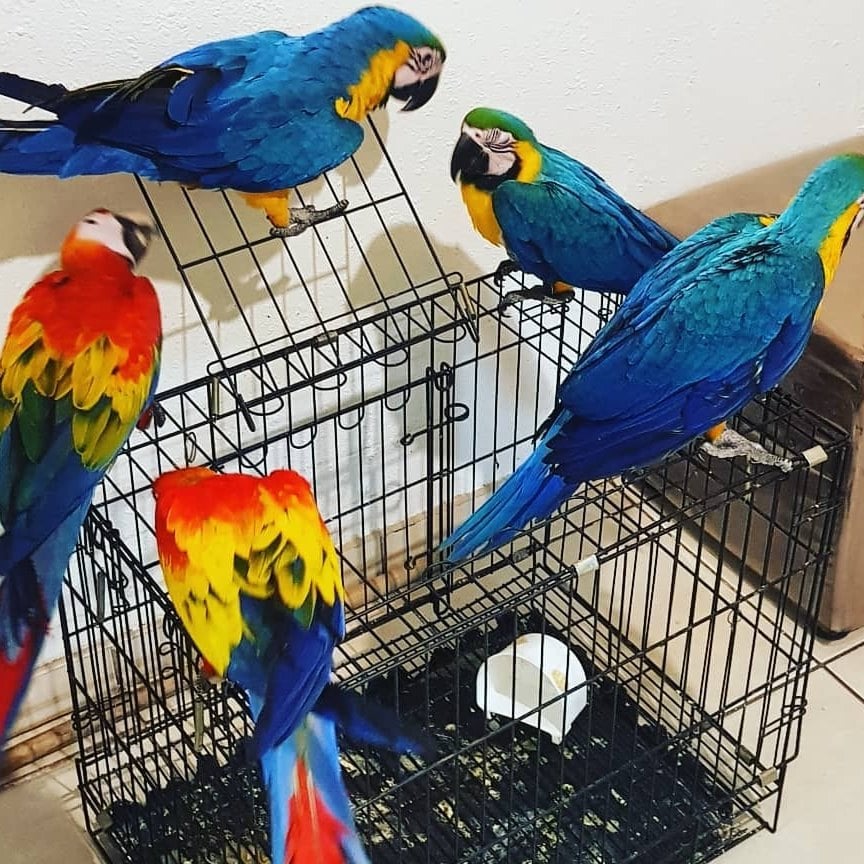 Obedient and Intelligent Scarlet Macaw Parrots For Good Homes