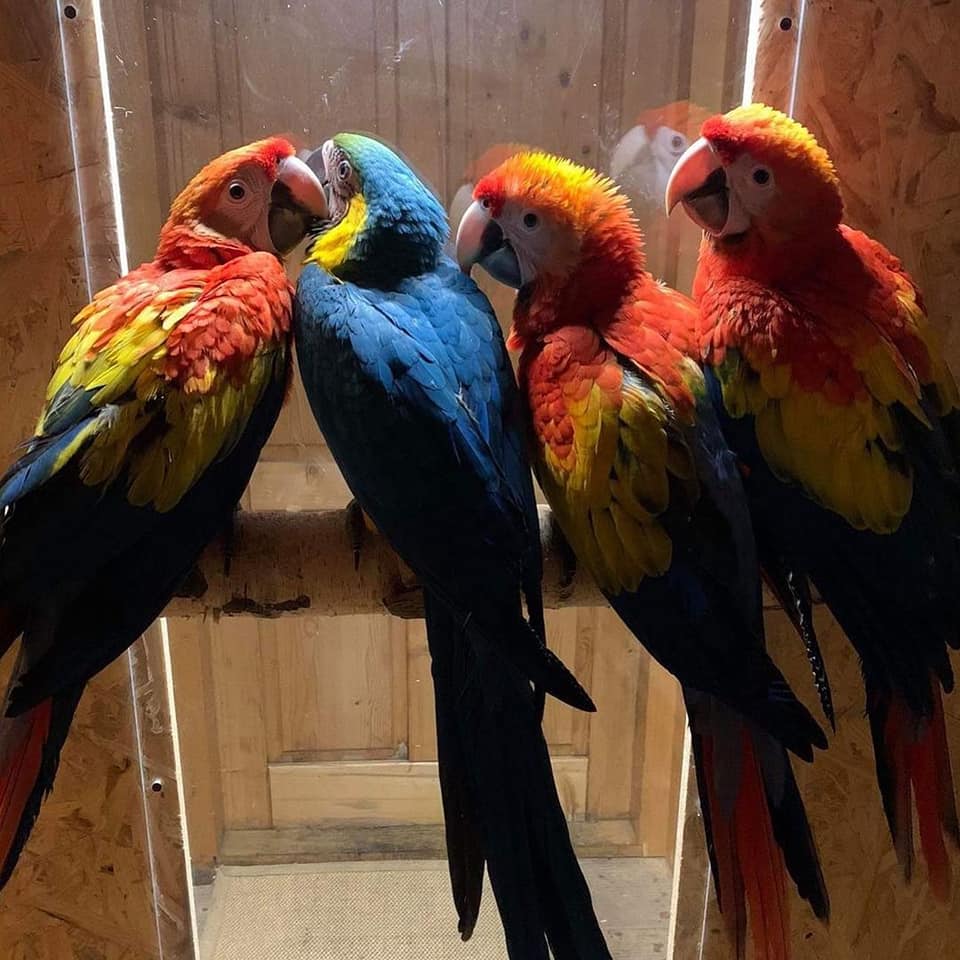 Obedient and Intelligent Scarlet Macaw Parrots For Good Homes